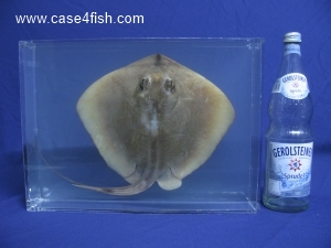 Foto Galerie/Myliobatiformes/Dasyatis pastinaca/Dasyatis pastinaca_08_S.jpg